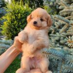 Brooks-male-PomaPoo-puppy-for-sale-3