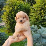 Brooks-male-PomaPoo-puppy-for-sale-4