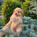 Brooks-male-PomaPoo-puppy-for-sale-5