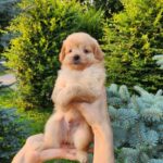 Brooks-male-PomaPoo-puppy-for-sale-6
