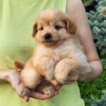 Brooks-male-PomaPoo-puppy-for-sale-7