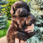 Bruno-male-PomaPoo-puppy-for-sale-1