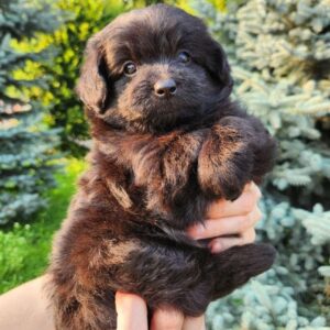 Bruno Pomapoo Bruno Pomapoo