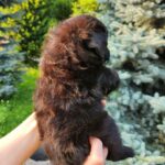 Bruno-male-PomaPoo-puppy-for-sale-2