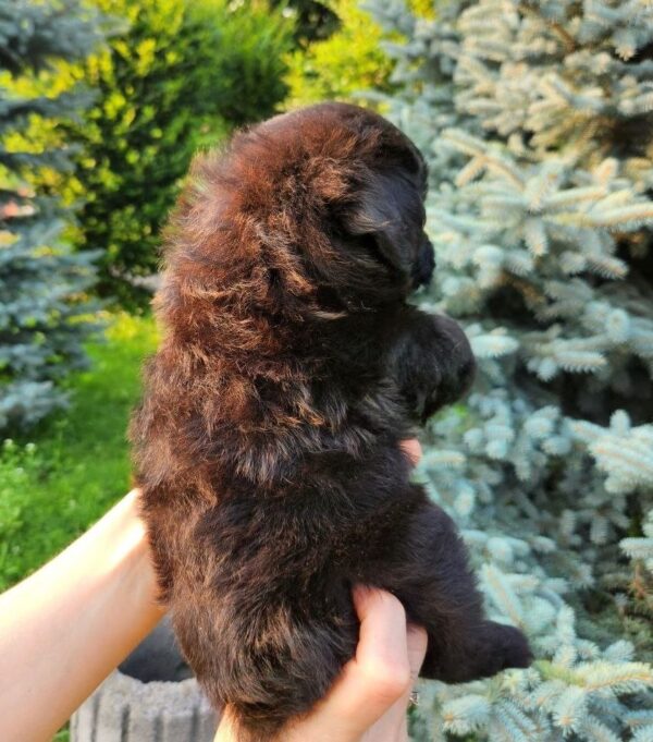 Bruno Pomapoo Bruno Pomapoo