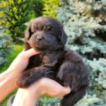 Bruno-male-PomaPoo-puppy-for-sale-3