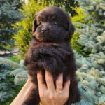Bruno-male-PomaPoo-puppy-for-sale-4