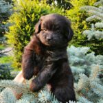 Bruno-male-PomaPoo-puppy-for-sale-5