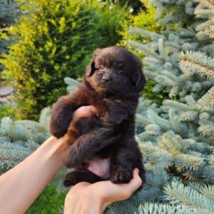 Bruno Pomapoo Bruno Pomapoo