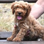 Buffy-female-goldendoodle-puppy-for-sale- (1)