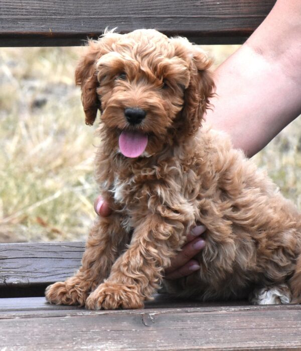 Buffy Goldendoodle Buffy Goldendoodle