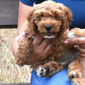 Buffy Goldendoodle Buffy Goldendoodle