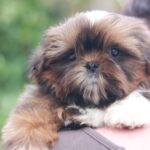 Cairo-male-Shih-Tzu-puppy-for-sale-1
