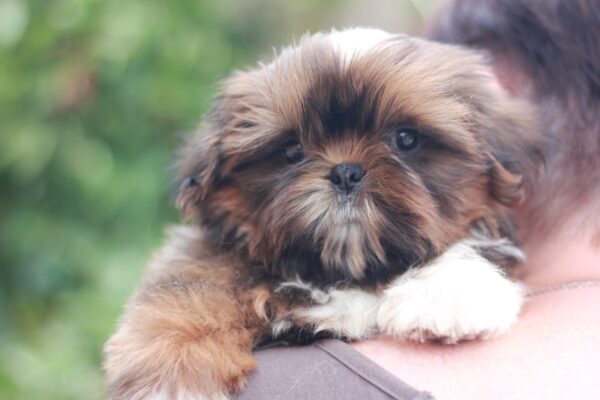 Cairo Shih Tzu Cairo Shih Tzu