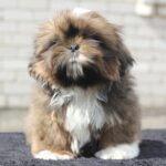 Cairo-male-Shih-Tzu-puppy-for-sale-2