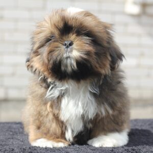 Cairo Shih Tzu Cairo Shih Tzu
