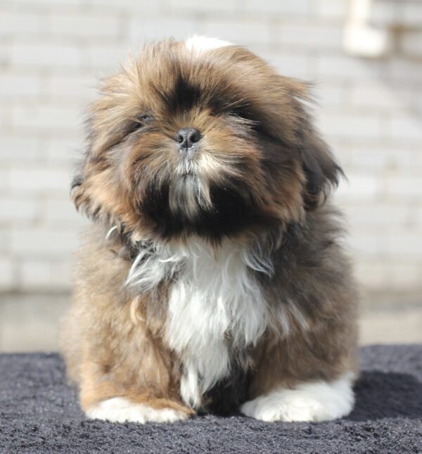 Cairo Shih Tzu Cairo Shih Tzu