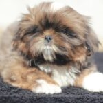 Cairo-male-Shih-Tzu-puppy-for-sale-3