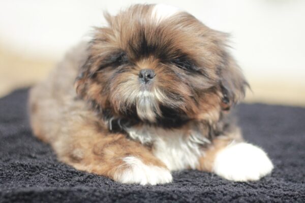 Cairo Shih Tzu Cairo Shih Tzu