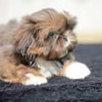 Cairo-male-Shih-Tzu-puppy-for-sale-4