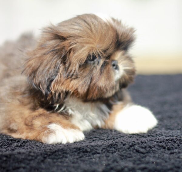 Cairo Shih Tzu Cairo Shih Tzu