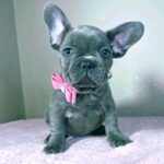 Candy-female-french-bulldog-puppy-for-sale- (1)