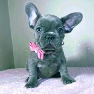 Candy French Bulldog Candy French Bulldog