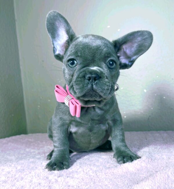 Candy French Bulldog Candy French Bulldog