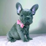 Candy-female-french-bulldog-puppy-for-sale- (2)