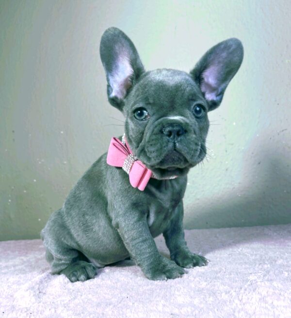 Candy French Bulldog Candy French Bulldog