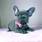 Candy-female-french-bulldog-puppy-for-sale- (3)