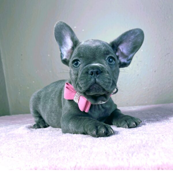 Candy French Bulldog Candy French Bulldog