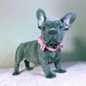Candy French Bulldog Candy French Bulldog