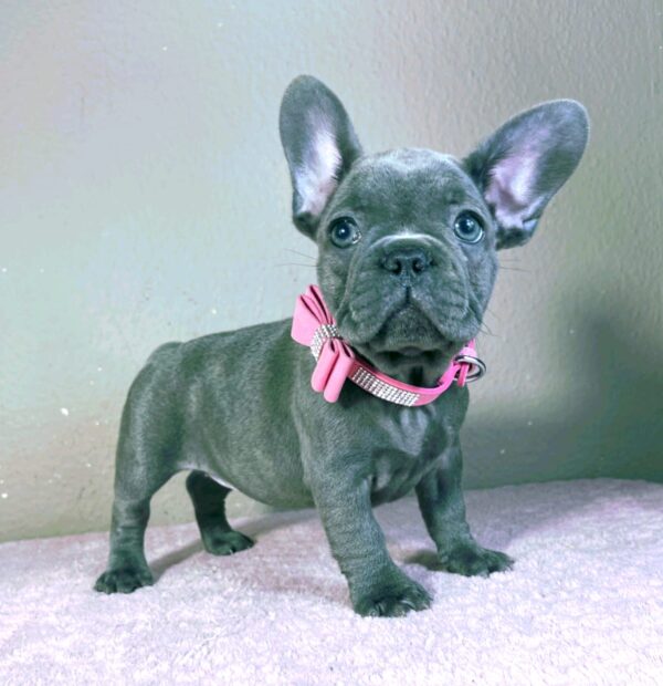 Candy French Bulldog Candy French Bulldog