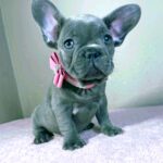Candy-female-french-bulldog-puppy-for-sale- (5)