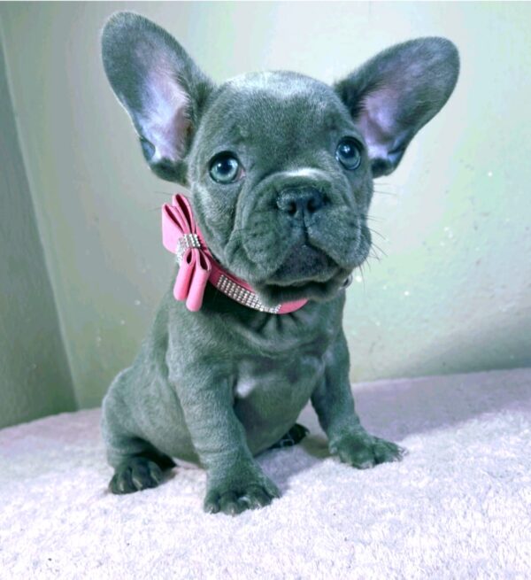 Candy French Bulldog Candy French Bulldog