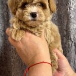 Cash-male-Maltipoo-puppy-for-sale-1