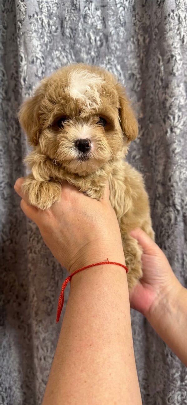 Cash Maltipoo Cash Maltipoo