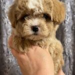 Cash-male-Maltipoo-puppy-for-sale-2