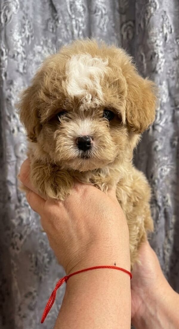 Cash Maltipoo Cash Maltipoo