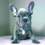 Cash-male-french-bulldog-puppy-for-sale- (1)