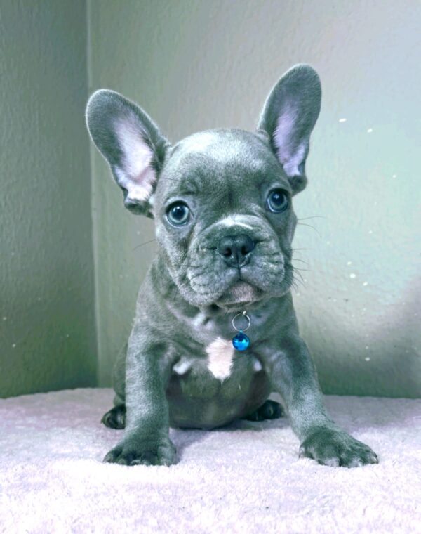 Cash French Bulldog Cash French Bulldog