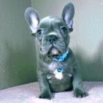 Cash-male-french-bulldog-puppy-for-sale- (2)