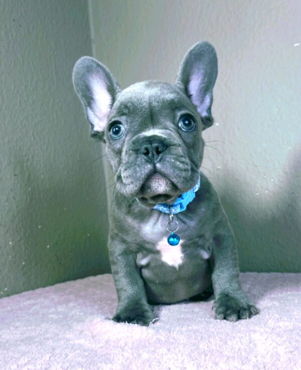 Cash French Bulldog Cash French Bulldog