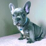 Cash-male-french-bulldog-puppy-for-sale- (3)