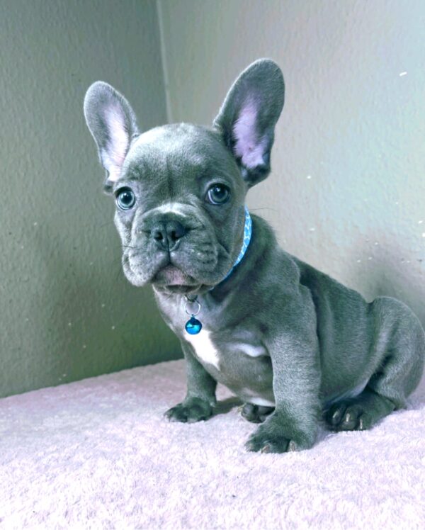 Cash French Bulldog Cash French Bulldog