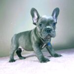 Cash-male-french-bulldog-puppy-for-sale- (4)