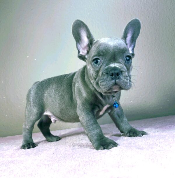 Cash French Bulldog Cash French Bulldog