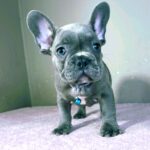 Cash-male-french-bulldog-puppy-for-sale- (5)