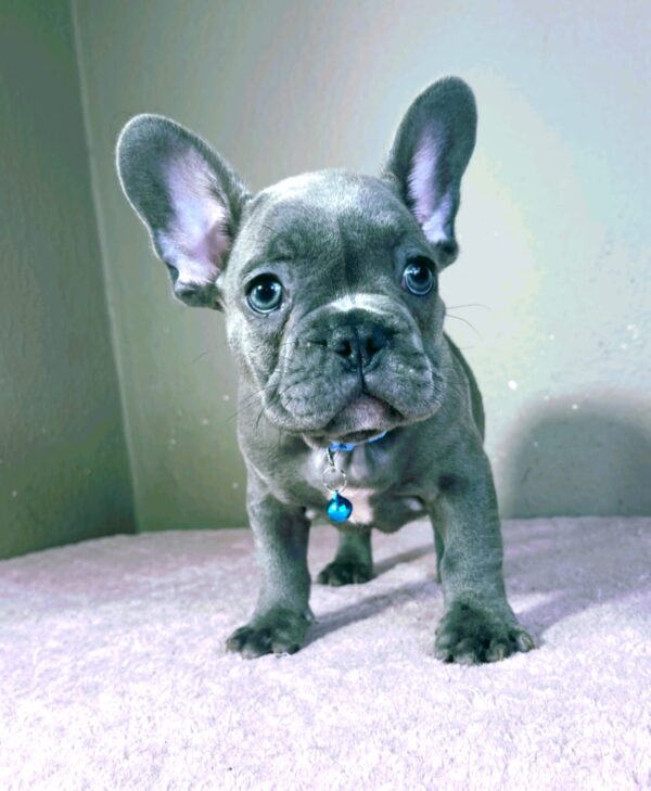 Cash French Bulldog Cash French Bulldog
